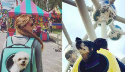 幼猫吃什么猫粮好，汤恩贝猫粮怎么样？